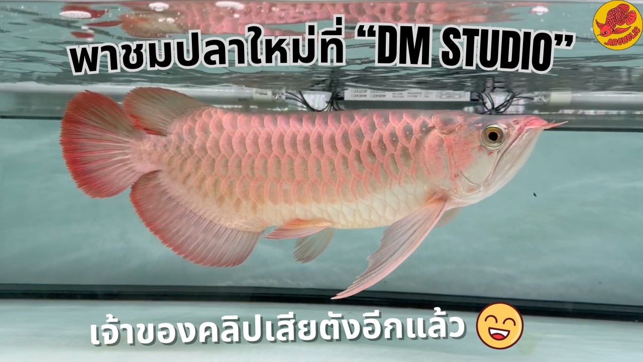 พาชมปลาเข้าใหม่ที่ 