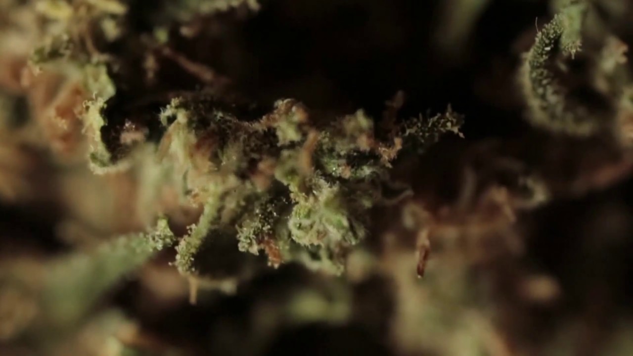 I'm Highly Queen - Premiere vari&eacute;t&eacute; de fleurs de CBD