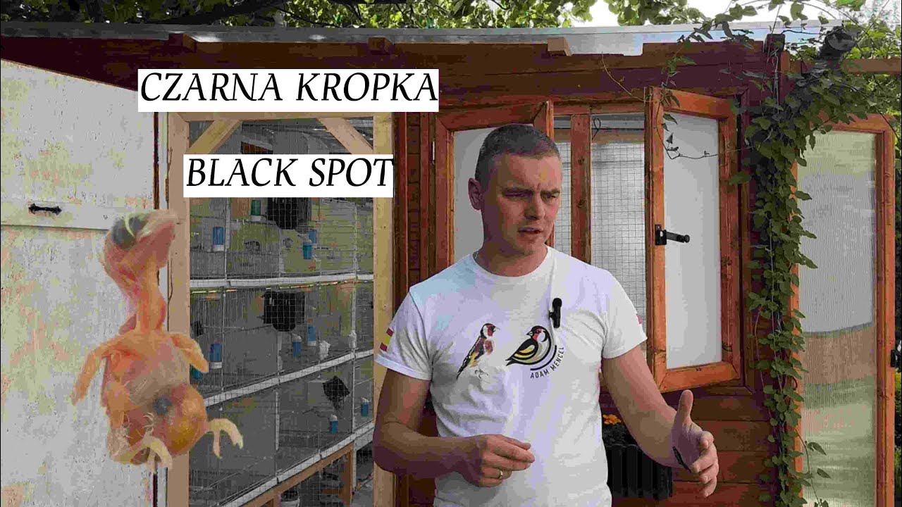 CZARNA KROPKA - BLACK SPOT KANARKI SZCZYGŁY