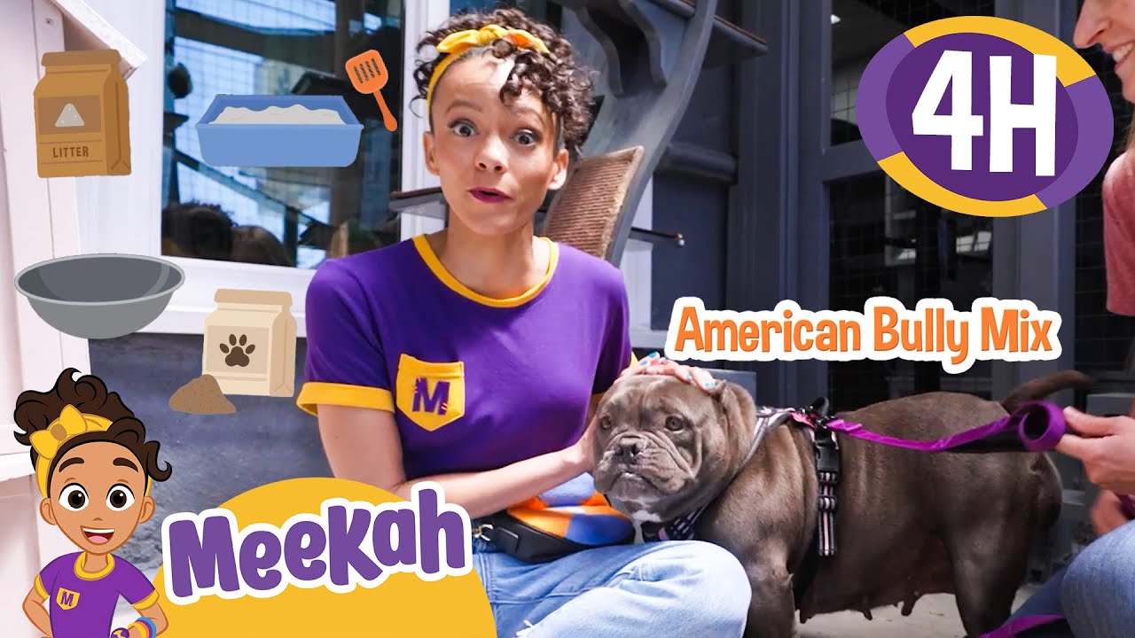 Meekah Learns How to Adopt and Take Care of a New Pet! ❤️🐾 | 4 HR OF MEEKAH! | Educational Videos