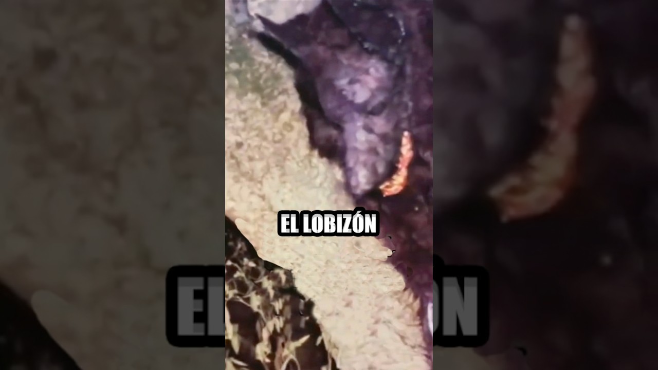 El Lobiz&oacute;n, Luis&oacute;n 🇦🇷🇵🇾🇺🇾🇧🇷 LEYENDAS de TERROR CAPTADAS en C&Aacute;MARA de CADA PA&Iacute;S #shorts