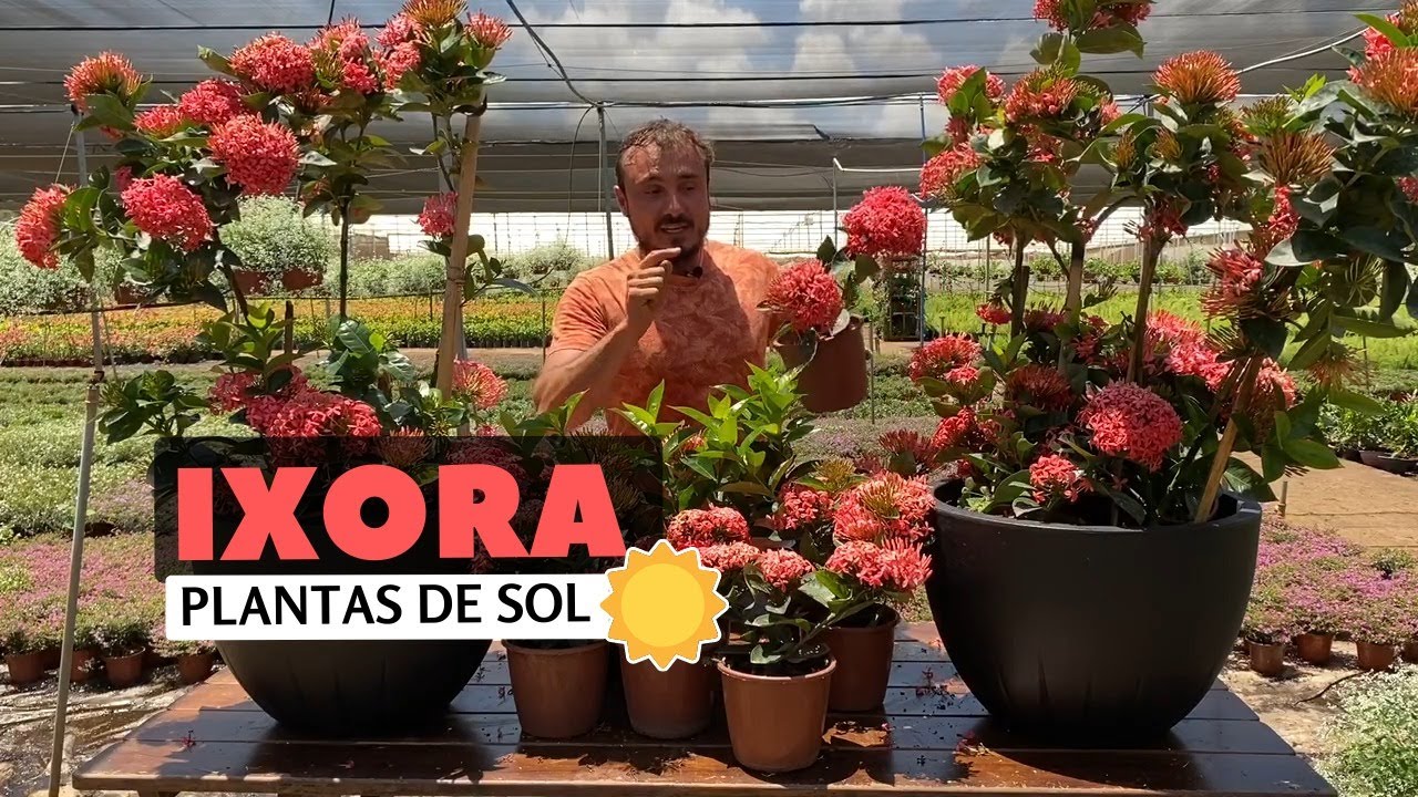 Ixora Anita - Um buquê de flores no jardim