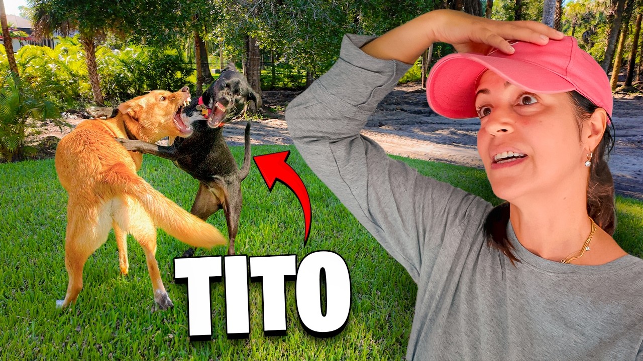 QUÉ SUSTO! Tito se Pelea con los Perros del Vecino :( Sandra Cires Vlog