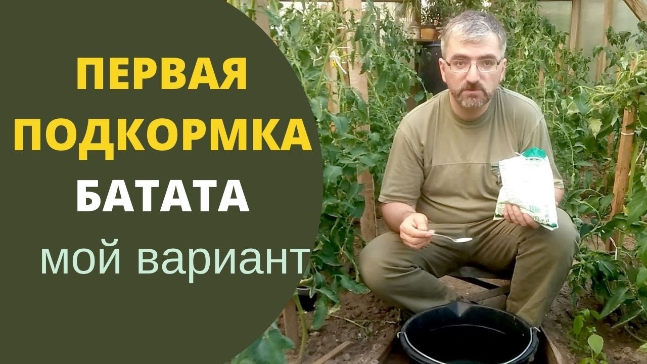 Батат подкормка. Мой вариант