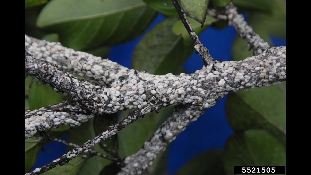 Crapemyrtle bark scale biology, monitoring, and management
