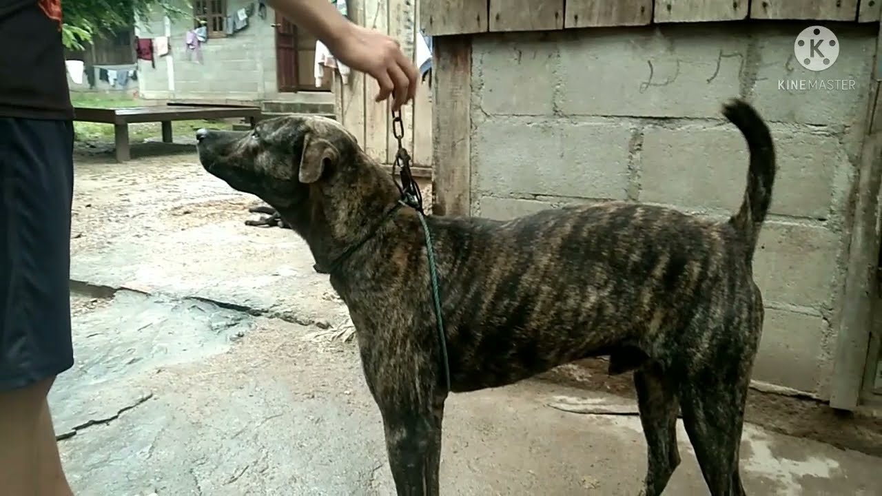 aub caum npua teb zoo heev li ib tsoom phooj ywg