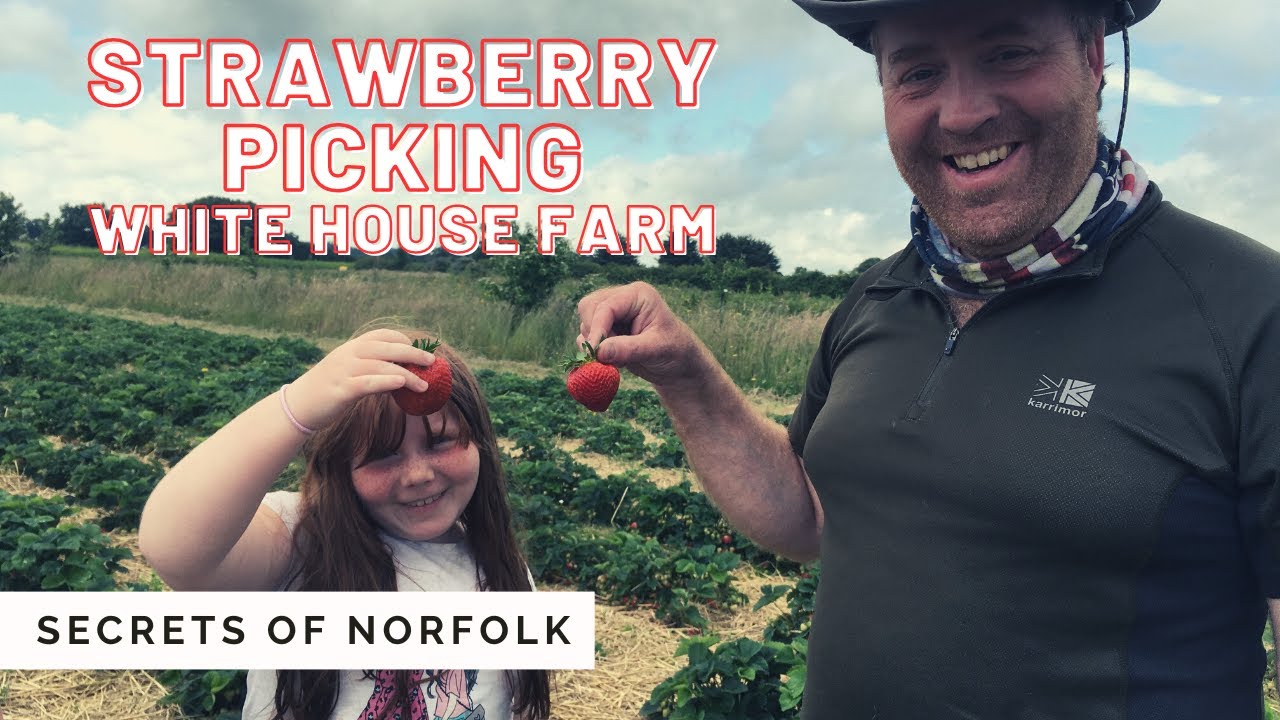 Pick your own strawberries