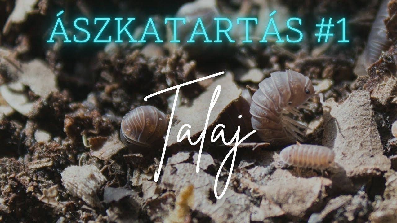 Talaj ászkáknak | Ászkatartás #01