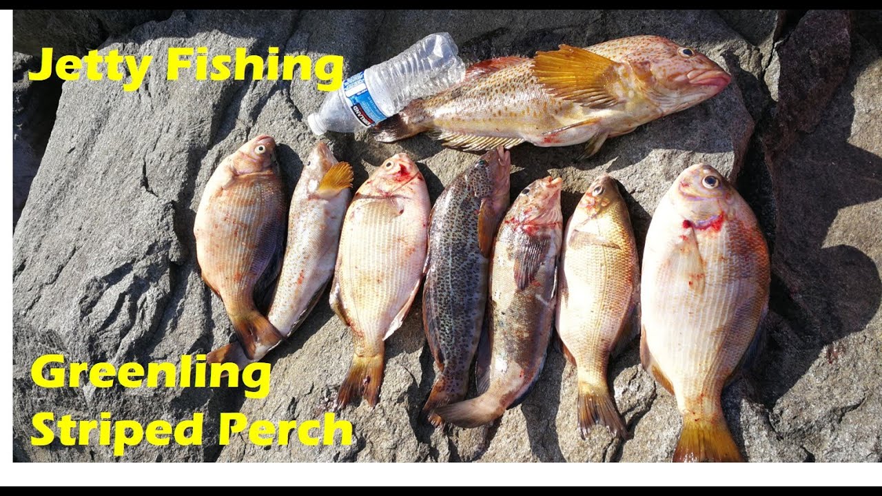 Jetty Fishing in Washington State - Giant Greenling and Perch at Ocean Shores