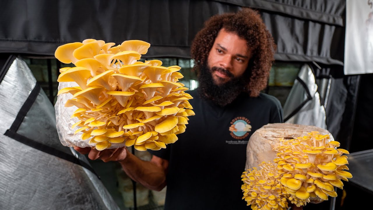 Грибное хозяйство Grow Tent | Юго-западные грибы