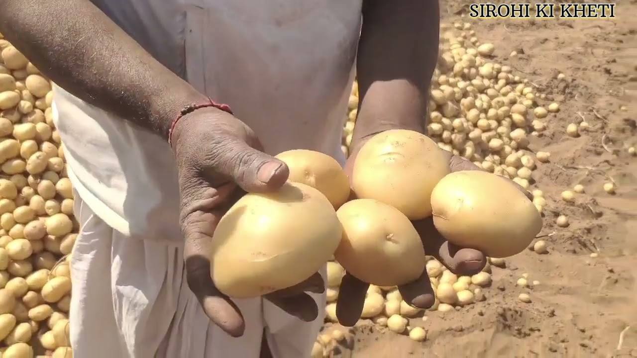 ऑर्गेनिक आलू की सफल खेती ।। आलू की खेती  ।। popeto crops in india 