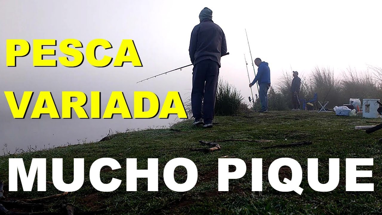 Pesca variada, mucho pique, fishing