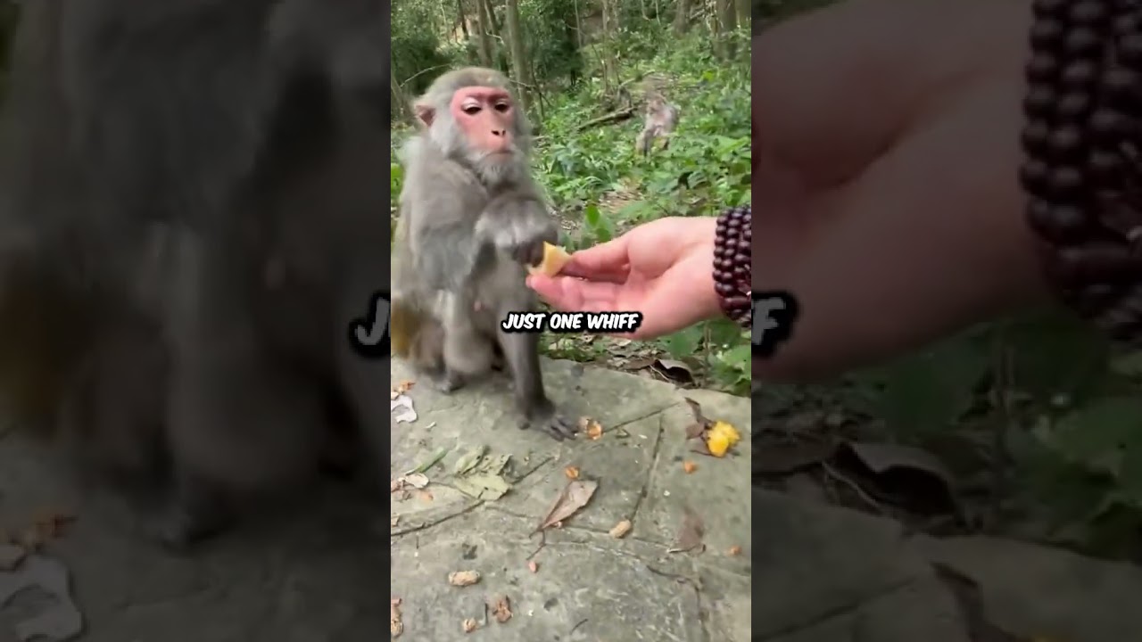 Monkey's Hilarious Reaction to Durian  #shortsvideo #monkey