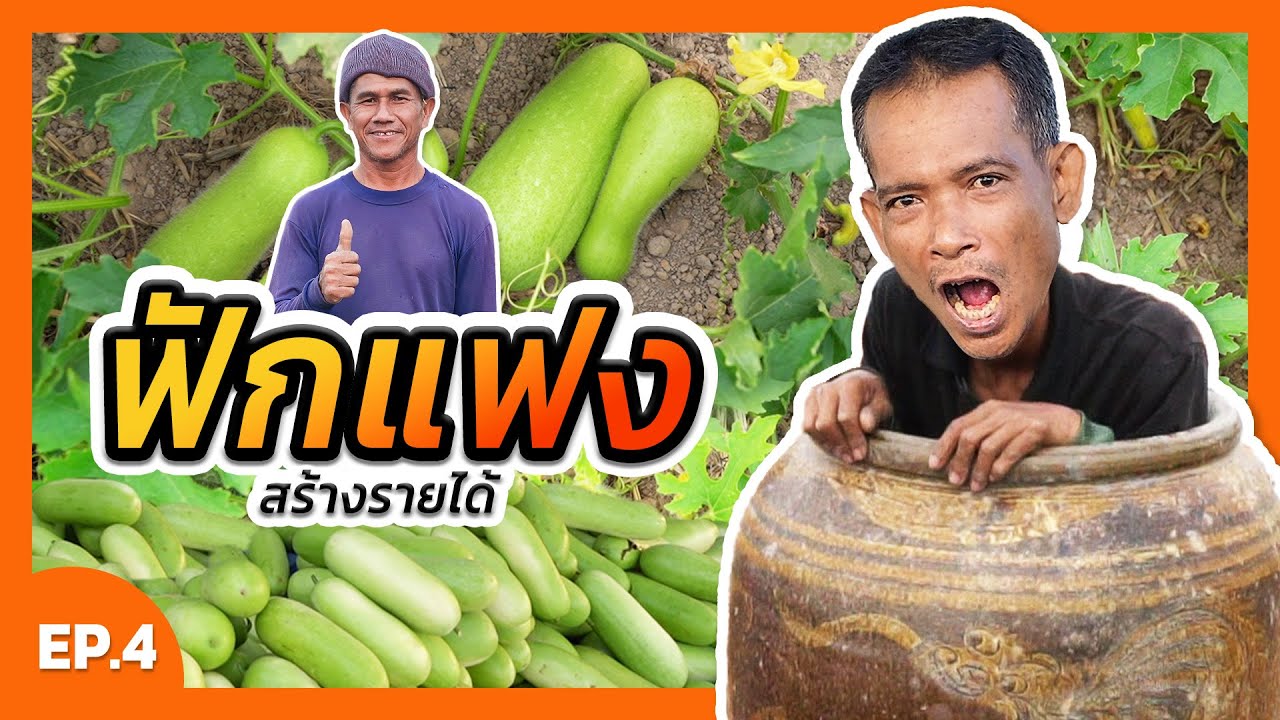 ปลูกฟักแฟง 4 ไร่ สร้างรายได้มากกว่า 100,000 บาท/รอบ #ฟักแฟง #ปลูกฟักแฟง #ยะพาลุย