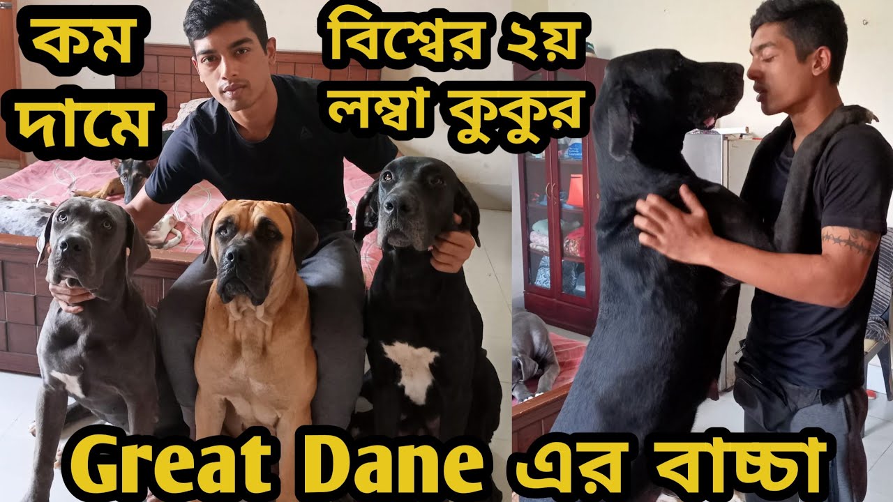 Great Dane dog in Bangladesh| Doberman dog price in Bd|Dog farm in Bangladesh #GreatDane_Doberman_bd