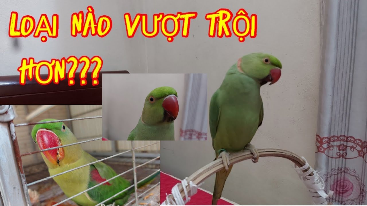 So Sánh Dòng Vẹt Xích Và Dòng Vẹt  Ringneck. Loại Nào Vượt Trội Hơn?