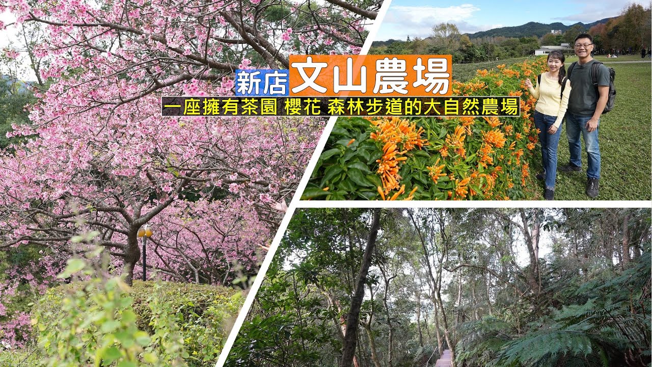 一座擁有茶園、櫻花及森林步道的文山農場，親朋好友大自然戶外踏青、賞花好去處！