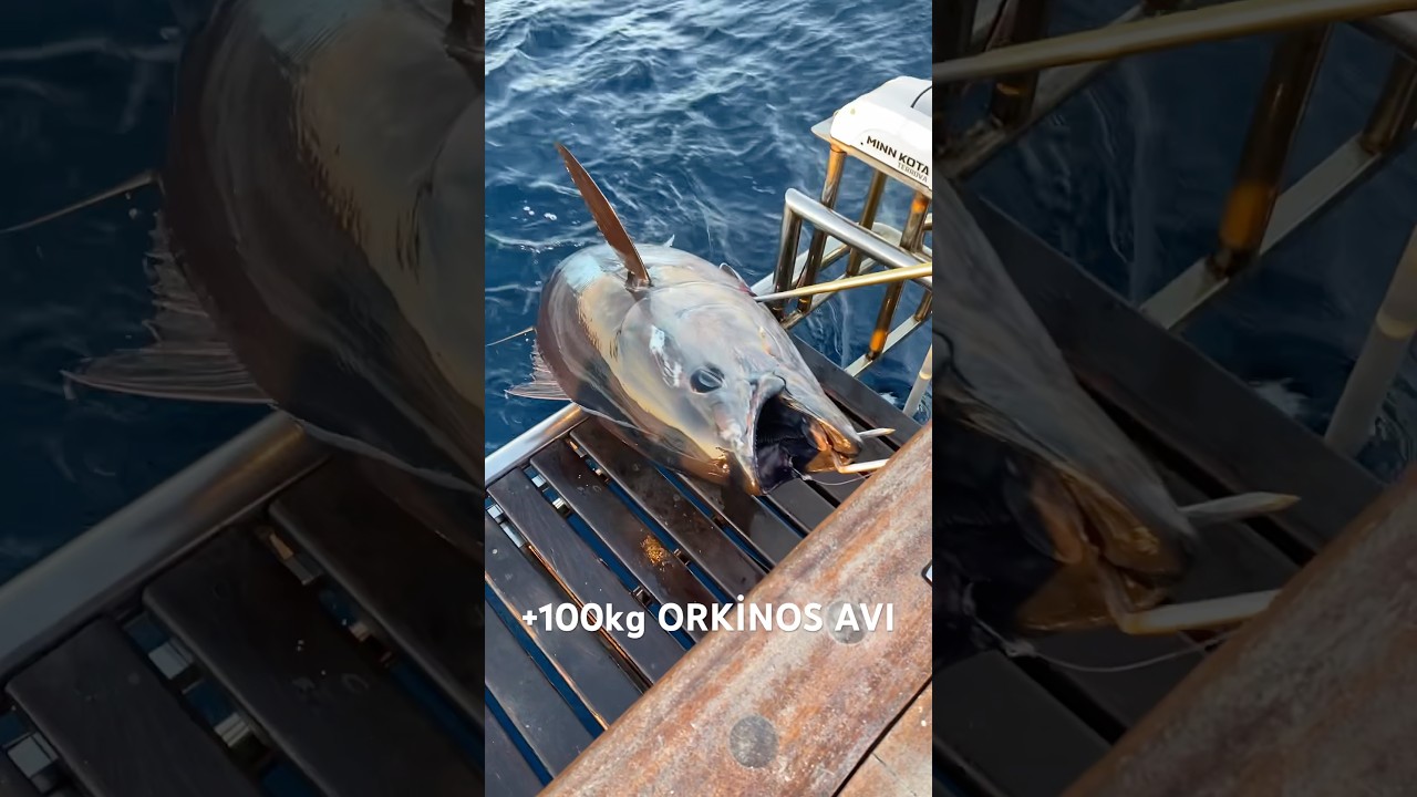100kg &uuml;st&uuml; orkinos avı #balık #orkinos