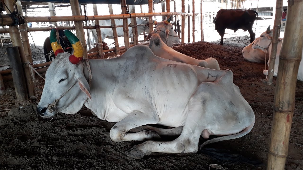 দর্শক বর্ডারি বলদ গরু দেখুন। সাগরিকা গরু বাজার।