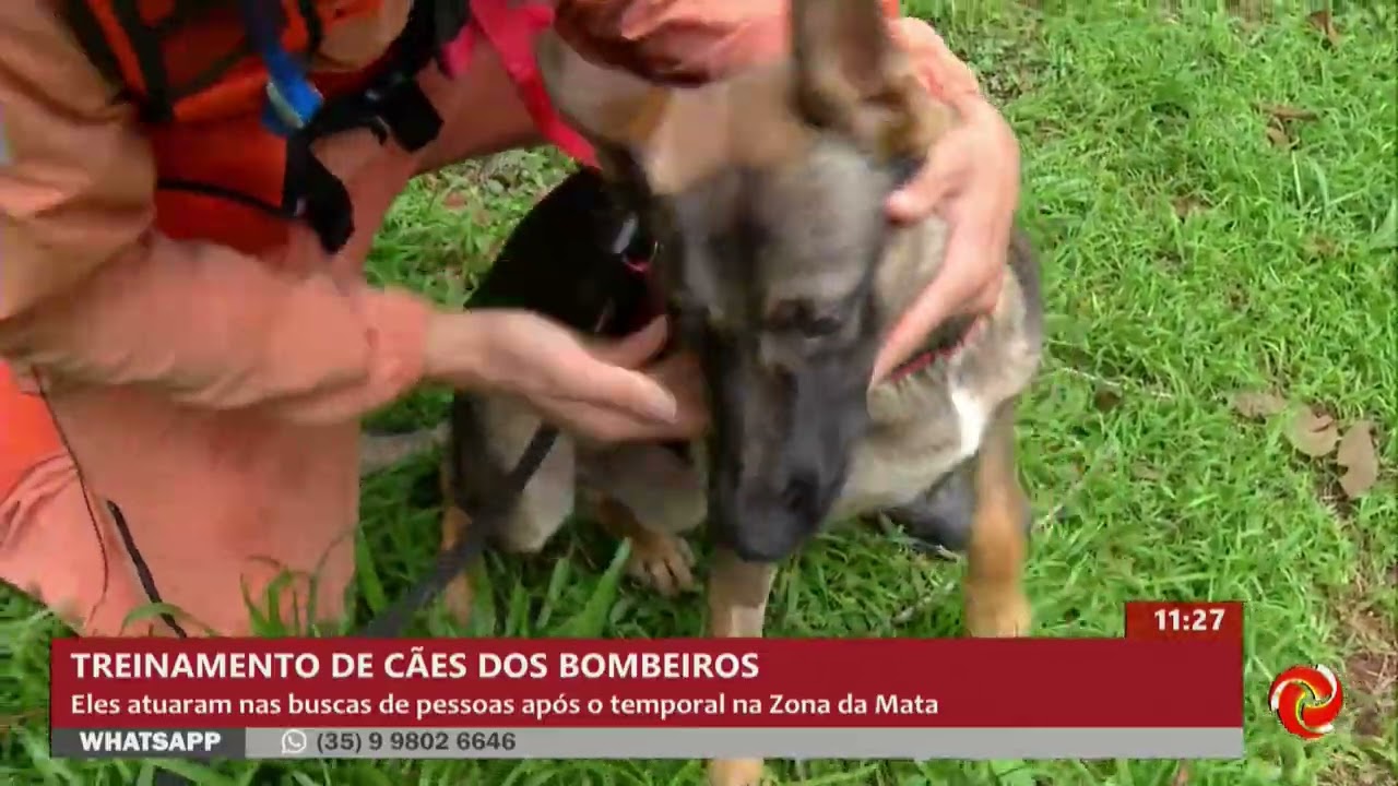 Treinamento de cães dos bombeiros na Zona da Mata de Minas