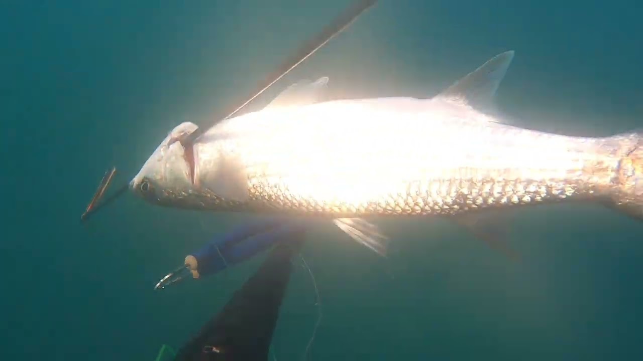 Pesca sub Catania dopo mareggiata!