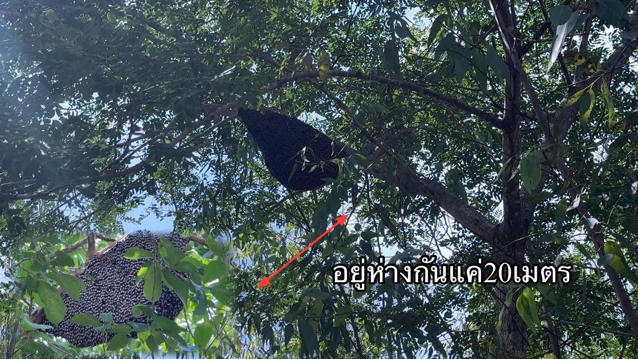 รังที่1,2ห่างกันแค่20เมตรรังที่3มีคนมาเทส ระบบแล้วรอยลงต้นไม้เกือบไม่ทันดุจริง  |  พรานหมึก คนตีผึ้ง