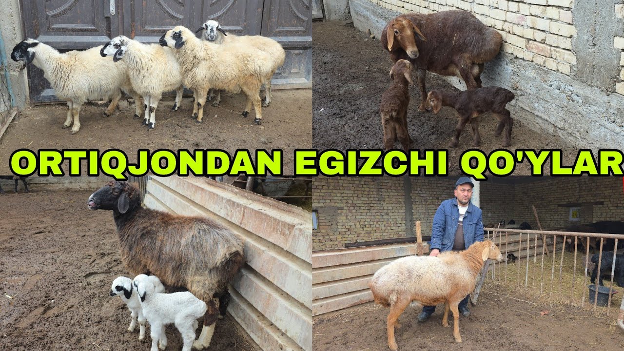 Ortiqjon ukamizdan yangi partiya egizchi qo'ylarni zo'rlaridan kutganlar uchun 5-fevral, 2026