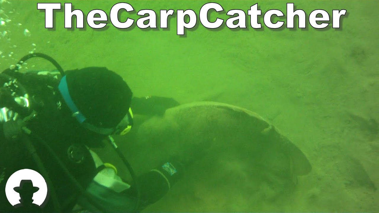 Valley Pool Underwater - Carp Fishing
