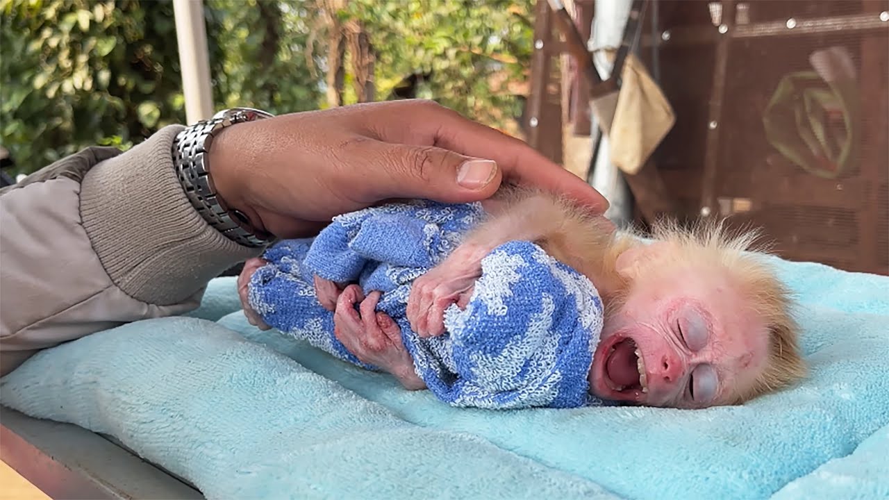 OMG! baby monkey in pain from being seriously ill