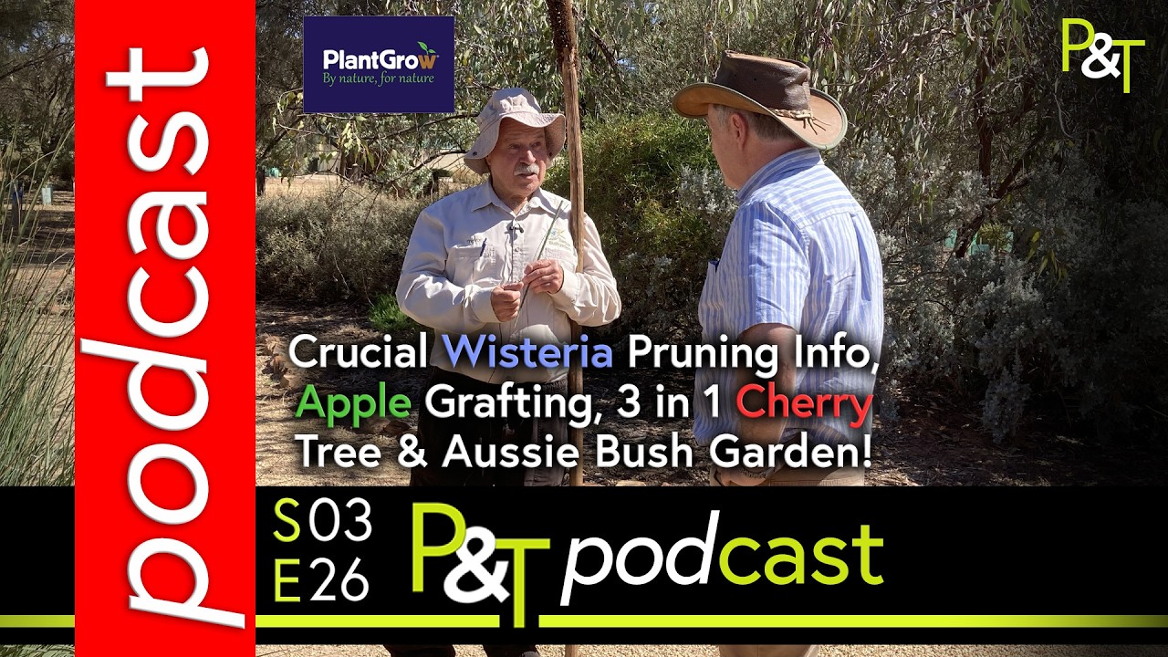 Crucial Wisteria Pruning Info, Apple Grafting Tips, 3in1 Cherry Tree & Aussie Bush Garden! #podcast