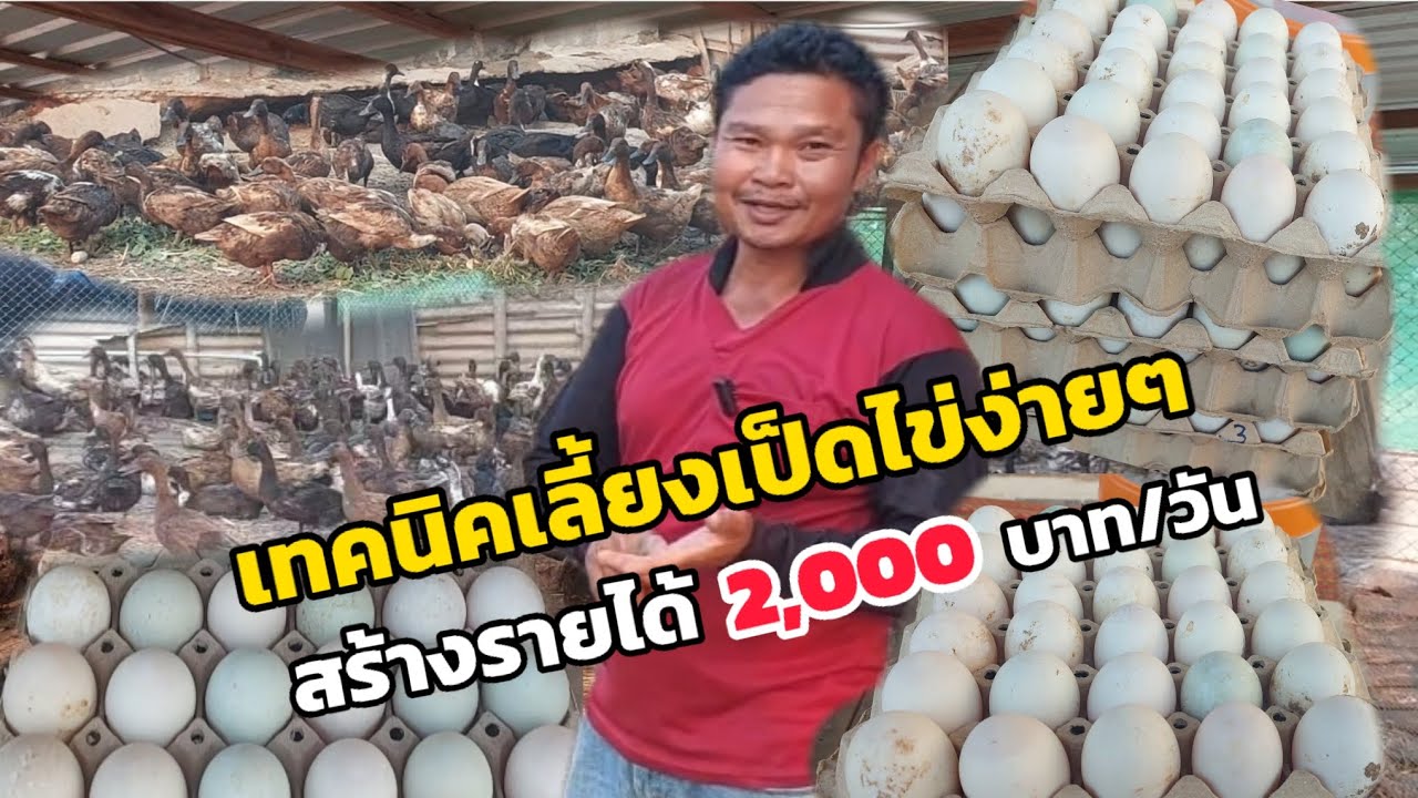 เทคนิคการเลี้ยงเป็ดไข่ 500 ตัว สร้างรายได้วันละ 2,000 บาท  ในพื้นที่น้อยๆ #เลี้ยงเป็ดไข่ #เป็ดไข่