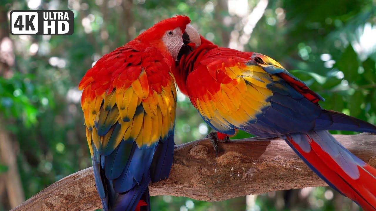 Most Beautiful Macaws on Planet Earth