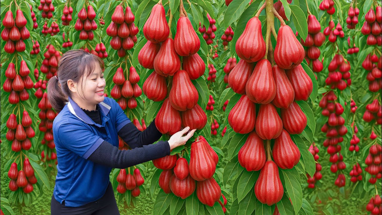 Harvesting Wax Apple Fruit Goes To Market Sell - A Stunning Tropical Garden | Luyến Harvesting