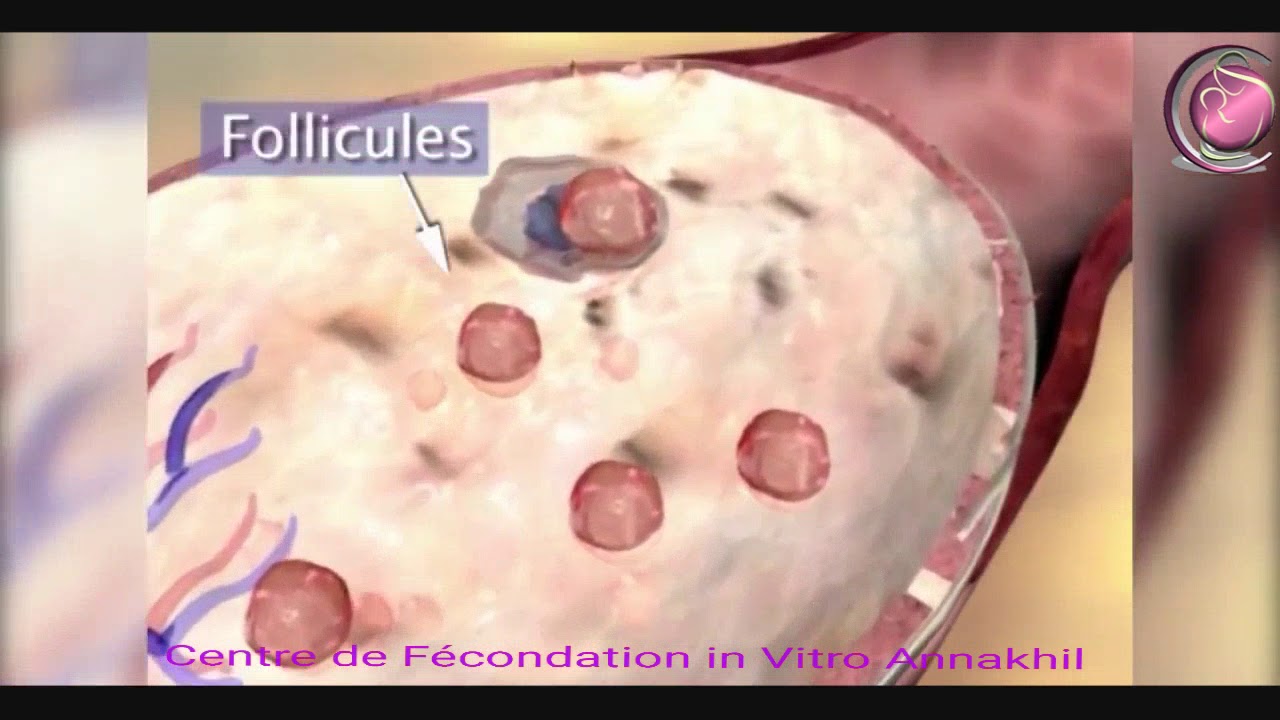 Evolution de l'ovocyte et f&eacute;condation