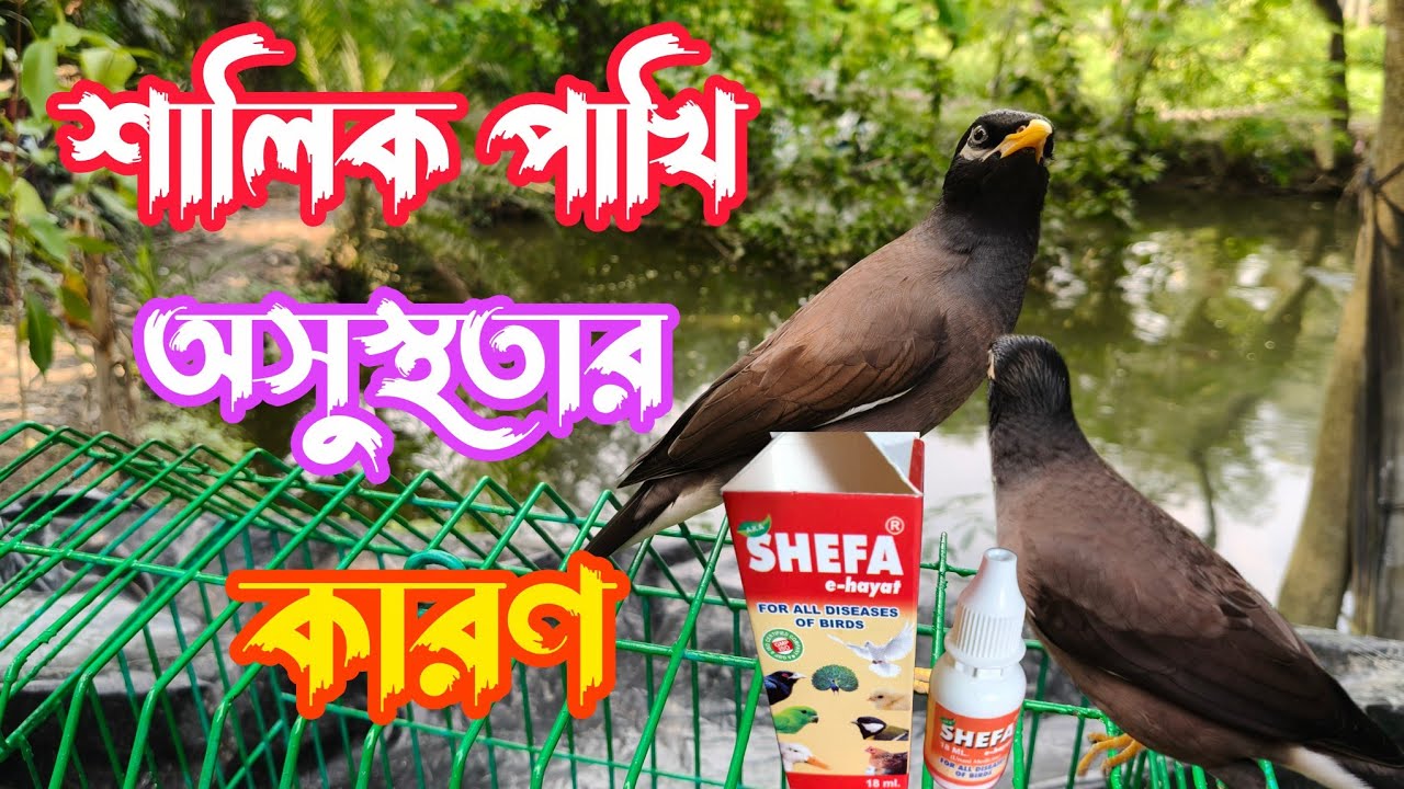 শালিকপাখিঅসুস্থতারকারণ.🦜#birds​ #শালিক​#শালিক_পাখি​#shortfeed​#foryou​ #short​#shorts​#youtube 