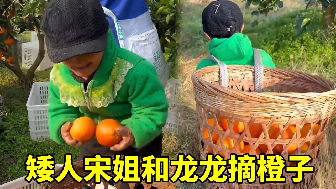 矮人宋姐今天和龙龙来脐橙园干活了，摘了满满一大筐橙子，太满足了！#袖珍人 #关爱老人 #农村生活