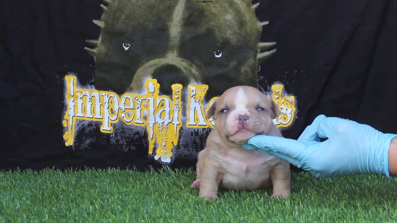 IMPERIAL KENNELS BULLY PRODUCTIONS
