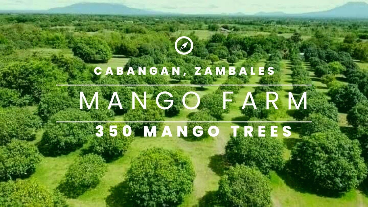 MANGO FARM for Sale (Guimaras Mango Variant) in Cabangan, Zambales