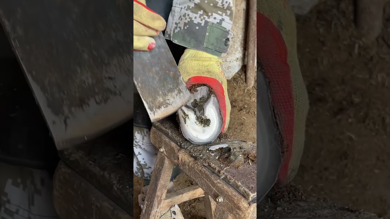 The knife is too sharp, the master twenty seconds to repair the clean hoof丨Donkey hoof cutting sound