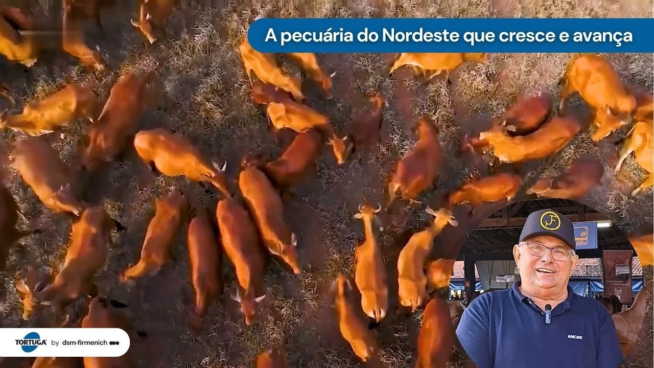A pecuária do Nordeste que cresce e avança | Noticiário Tortuga