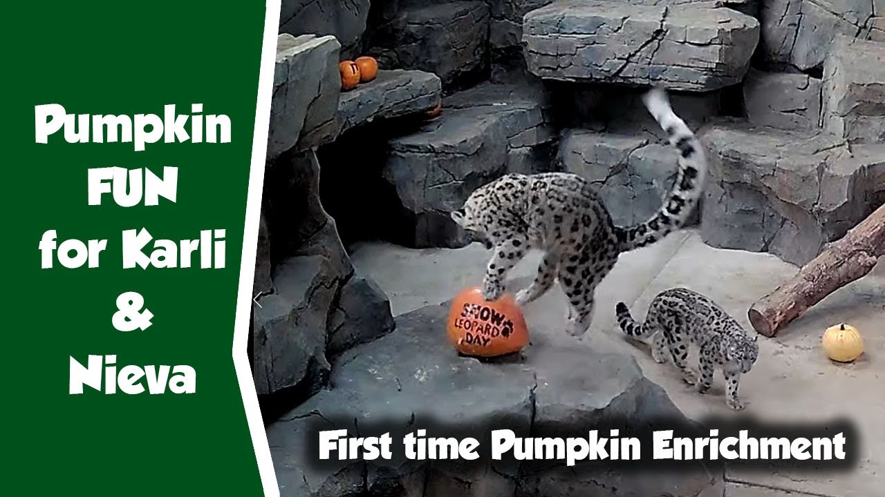 First Pumpkin Enrichment for the Snow Leopards
