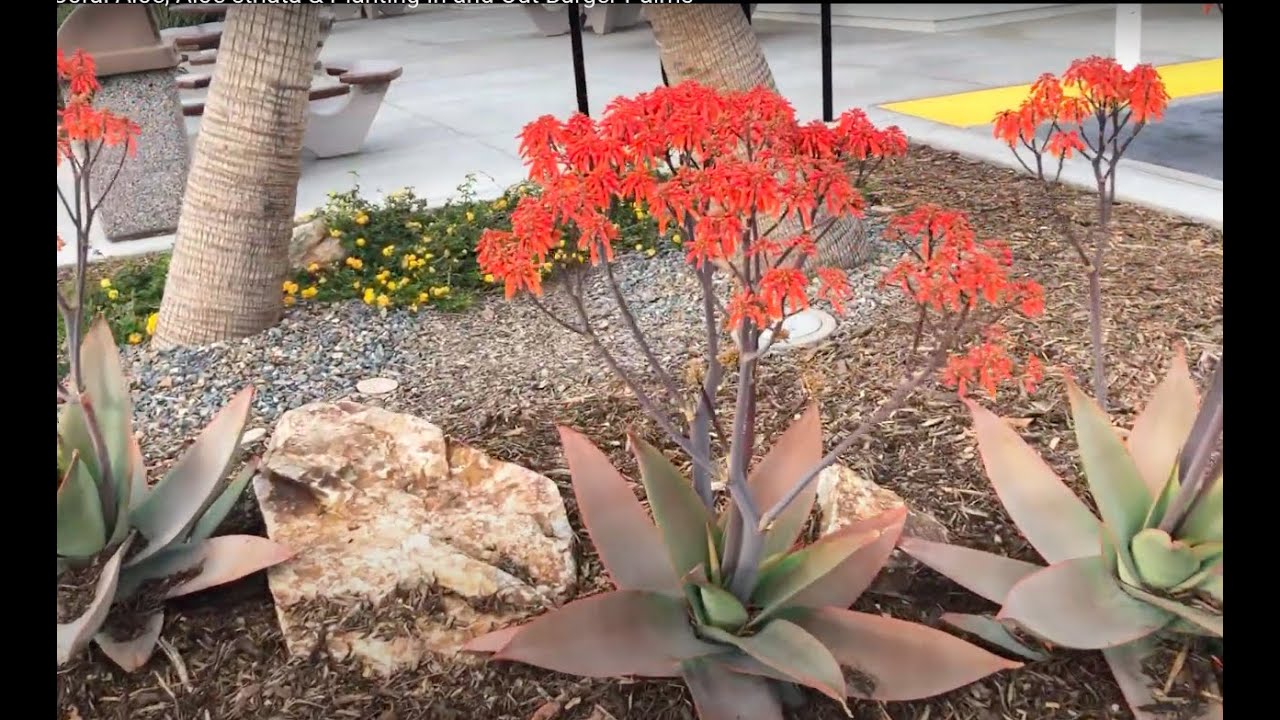 The Coral Aloe, Aloe striata & Planting In and Out Burger Palms