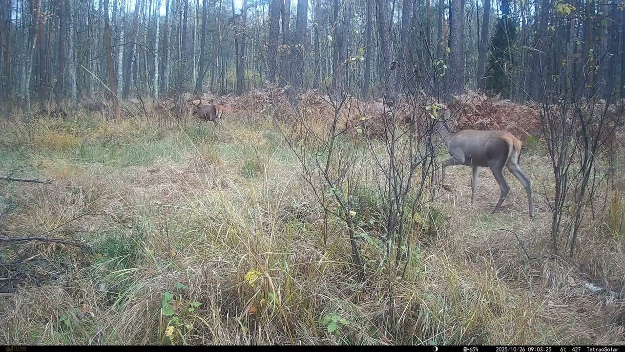 Jurajska fauna okiem fotopułapki - tydzień 44 część 1