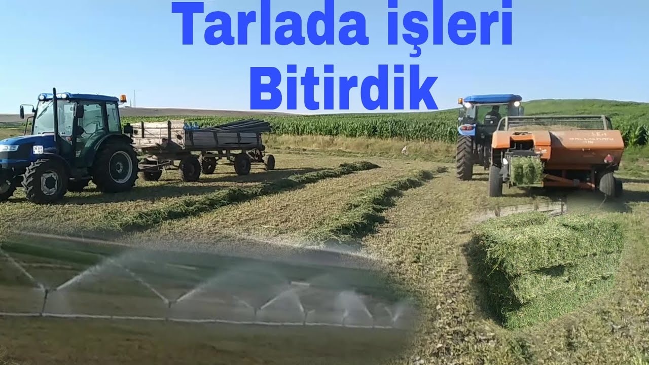 Tarlada yonca tırmıklanması