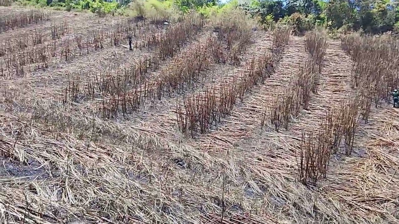 Corte de carne solta