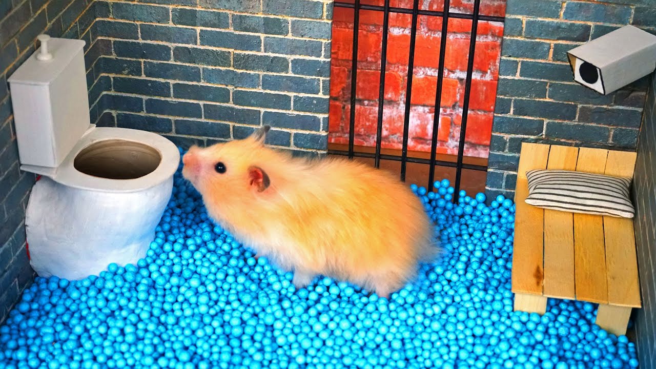 🐹 Hamster escapes the amazing maze! 🐹 Real life traps