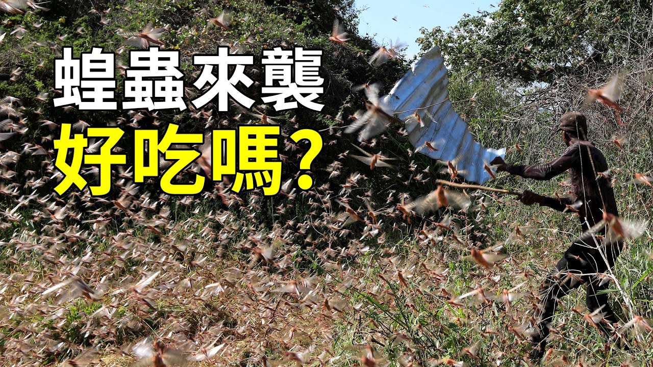 禍害人類數千年的蝗蟲，搖身一變成了美味佳餚