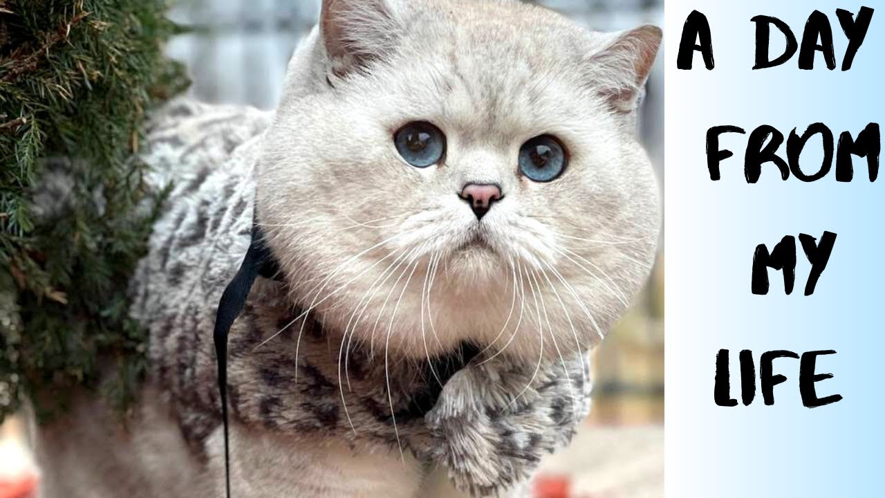 One day in the life of a British shorthair cat Apollo