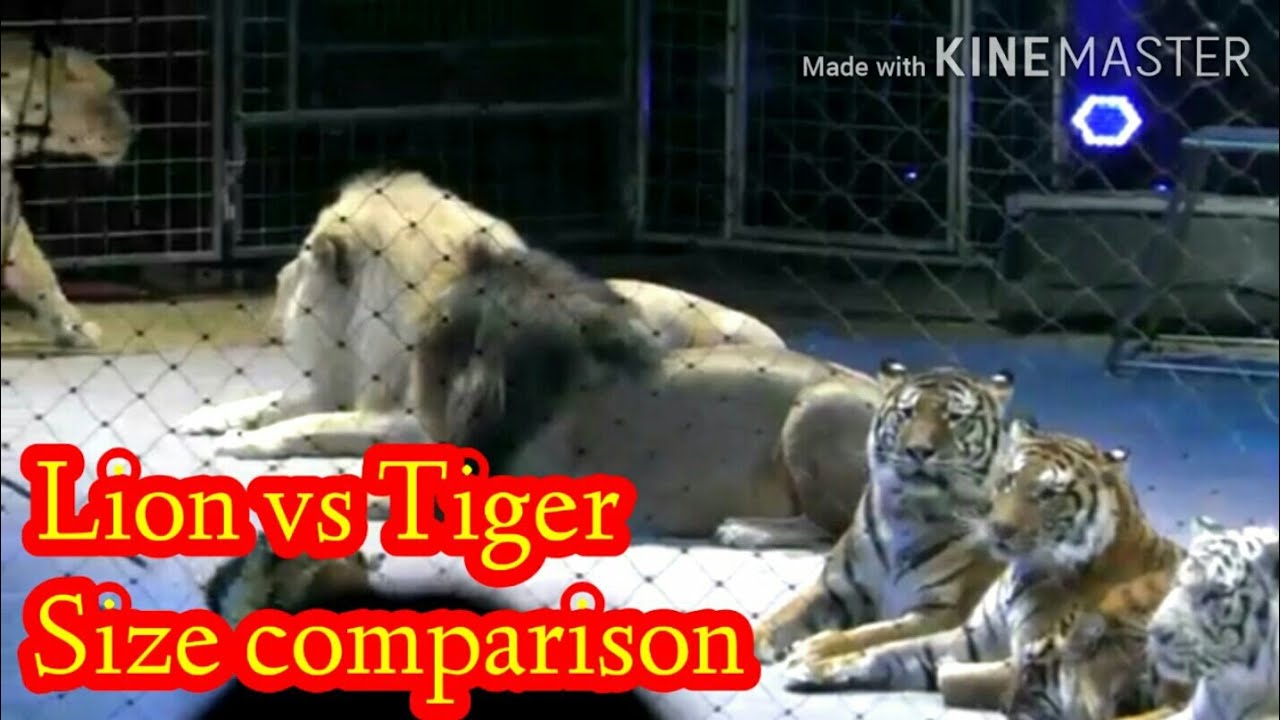 Lion vs Tiger | Size comparison