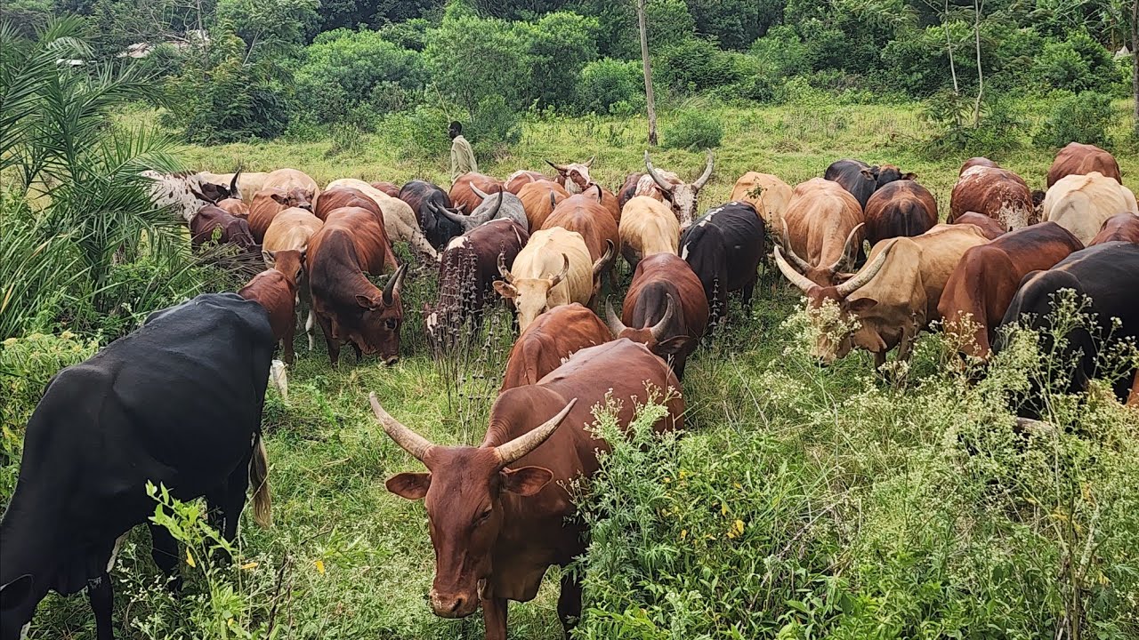 NGEZE MU NKA ZABANYAMULENGE 